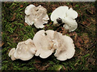 Gemeiner Schafeuter-Porling - Albatrellus ovinus