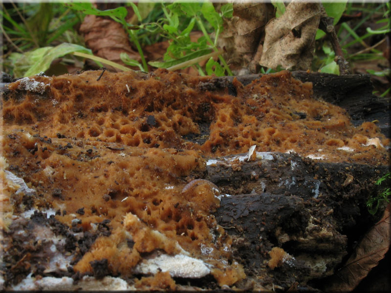 Duftender Goldporling - Auriporia aurulenta