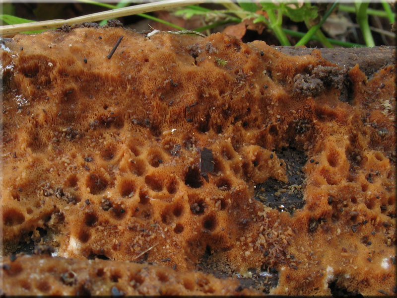 Duftender Goldporling - Auriporia aurulenta