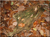 Eichen-Wirrling - Daedalea quercina