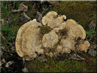 Eichen-Wirrling - Daedalea quercina