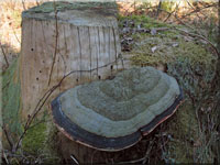 Fomitopsis pinicola