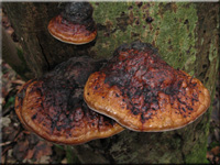 Fomitopsis pinicola