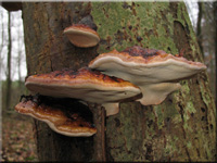 Fomitopsis pinicola