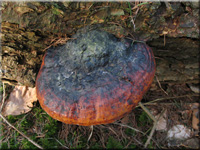 Fomitopsis pinicola