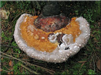 Fomitopsis pinicola