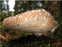 Fomitopsis pinicola