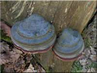 Fomitopsis pinicola