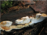 Braunfleckender Saftporling - Oligoporus fragilis
