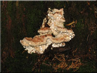 Getropfter Saftporling - Oligoporus guttulatus