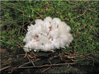 Weier Posterpilz - Oligoporus ptychogaster