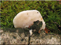 Bitterer Saftporling - Oligoporus stipticus
