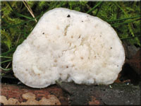Bitterer Saftporling - Oligoporus stipticus