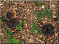 Kiefern-Braunporling - Phaeolus spadiceus