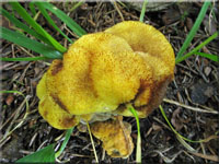 Kiefern-Braunporling - Phaeolus spadiceus