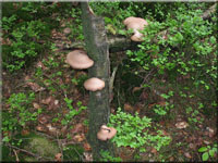 Birken-Hautporling - Piptoporus betulinus