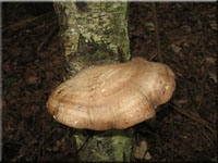 Birken-Hautporling - Piptoporus betulinus