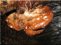 Birken-Hautporling - Piptoporus betulinus