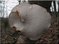 Birken-Hautporling - Piptoporus betulinus