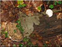 Flacher Lackporling - Ganoderma lipsiense 