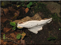 Flacher Lackporling - Ganoderma lipsiense 