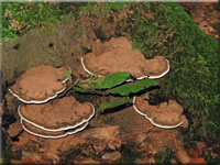 Flacher Lackporling - Ganoderma lipsiense 