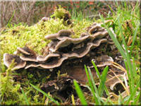 Angebrannter Rauchporling - Bjerkandera adusta