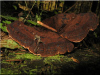 Schwarzgebnderter Harzporling - Ischnoderma benzoinum