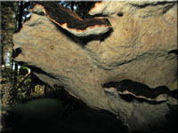 Schwarzgebnderter Harzporling - Ischnoderma benzoinum