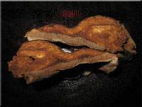 Schwarzgebnderter Harzporling - Ischnoderma benzoinum
