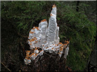 Reihige Braunfuletramete - Antrodia serialis 