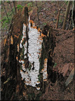 Reihige Braunfuletramete - Antrodia serialis 
