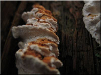 Reihige Braunfuletramete - Antrodia serialis 