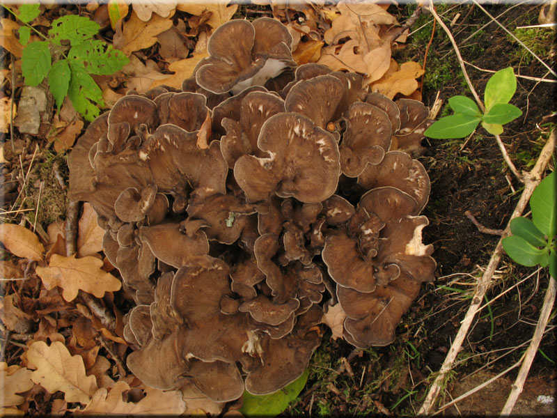 Gemeiner Klapperschwamm - Grifola frondosa