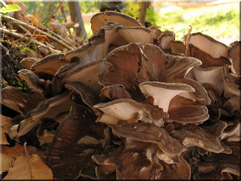 Gemeiner Klapperschwamm - Grifola frondosa