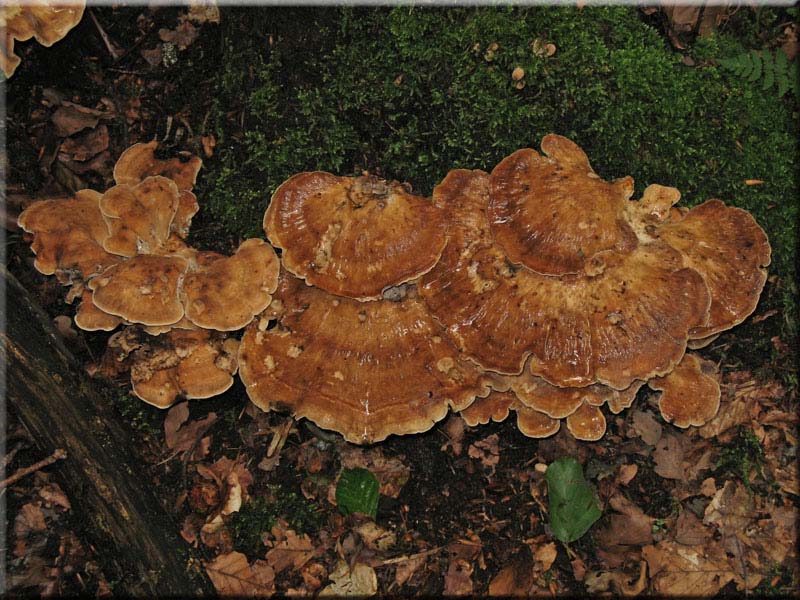 Riesenporling - Meripilus giganteus
