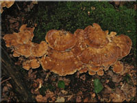 Riesenporling - Meripilus giganteus