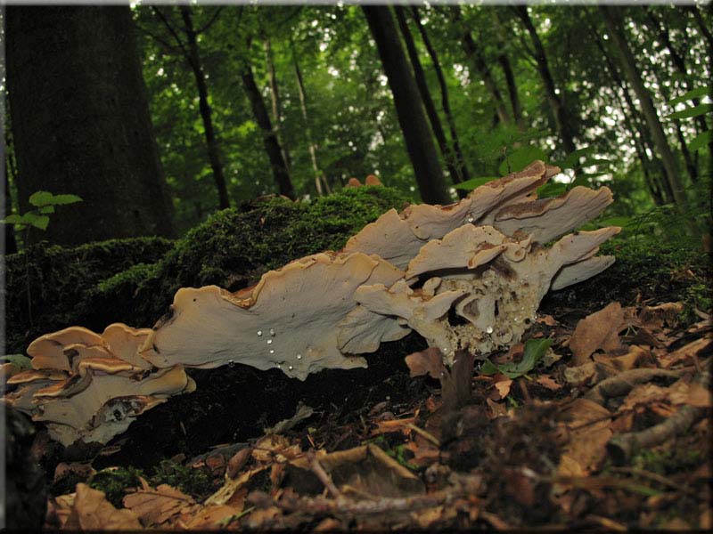 Riesenporling - Meripilus giganteus
