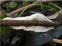 Hutiger Lederfltling - Meruliopsis corium