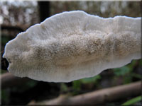 Hutiger Lederfltling - Meruliopsis corium