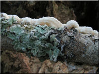 Hutiger Lederfltling - Meruliopsis corium