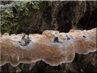Hutiger Lederfltling - Meruliopsis corium