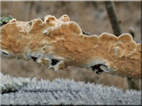 Hutiger Lederfltling - Meruliopsis corium
