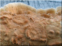 Hutiger Lederfltling - Meruliopsis corium