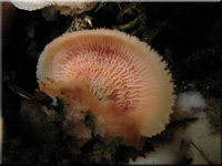 Gallertfleischiger Fltling - Merulius tremellosus