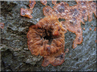 Phlebia merismoides