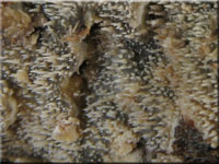 Wachsgelber Fadenstachelpilz - Phlebia uda