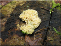 Wachsgelber Fadenstachelpilz - Phlebia uda