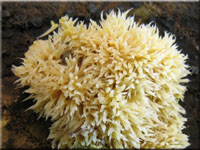 Wachsgelber Fadenstachelpilz - Phlebia uda
