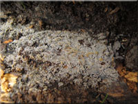 Feinwarziger Zystidenrindenpilz - Scopuloides rimosa